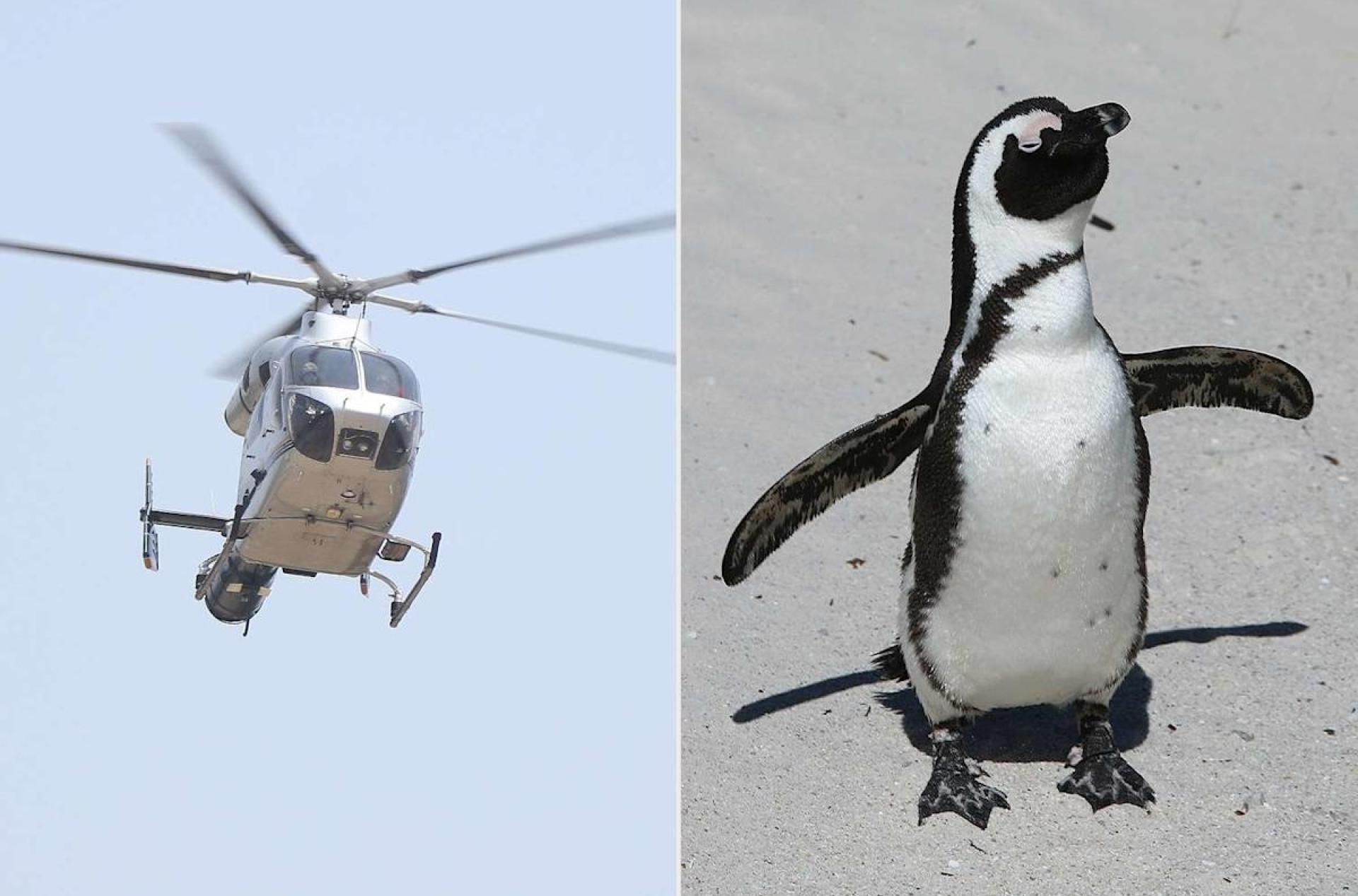 Unsecured Penguin Causes Helicopter Crash After Hitting Pilot’s Controls in Freak Accident Unsecured Penguin Causes Helicopter Crash After Hitting Pilot’s Controls in Freak Accident