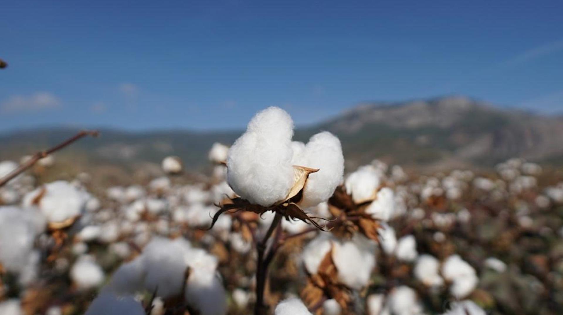 Study reveals environmental benefits of organic cotton cultivation Study reveals environmental benefits of organic cotton cultivation