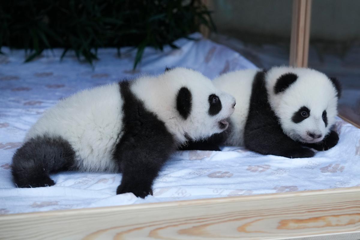 Berlin’s new panda twins have been named. Meet Leni and Lotti, or Meng Hao and Meng Tian Berlin’s new panda twins have been named. Meet Leni and Lotti, or Meng Hao and Meng Tian