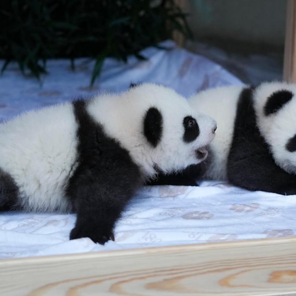 Berlin’s new panda twins have been named. Meet Leni and Lotti, or Meng Hao and Meng Tian Berlin’s new panda twins have been named. Meet Leni and Lotti, or Meng Hao and Meng Tian