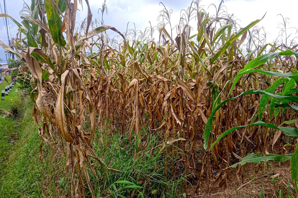 ‘One of the most difficult growing seasons’ ‘One of the most difficult growing seasons’