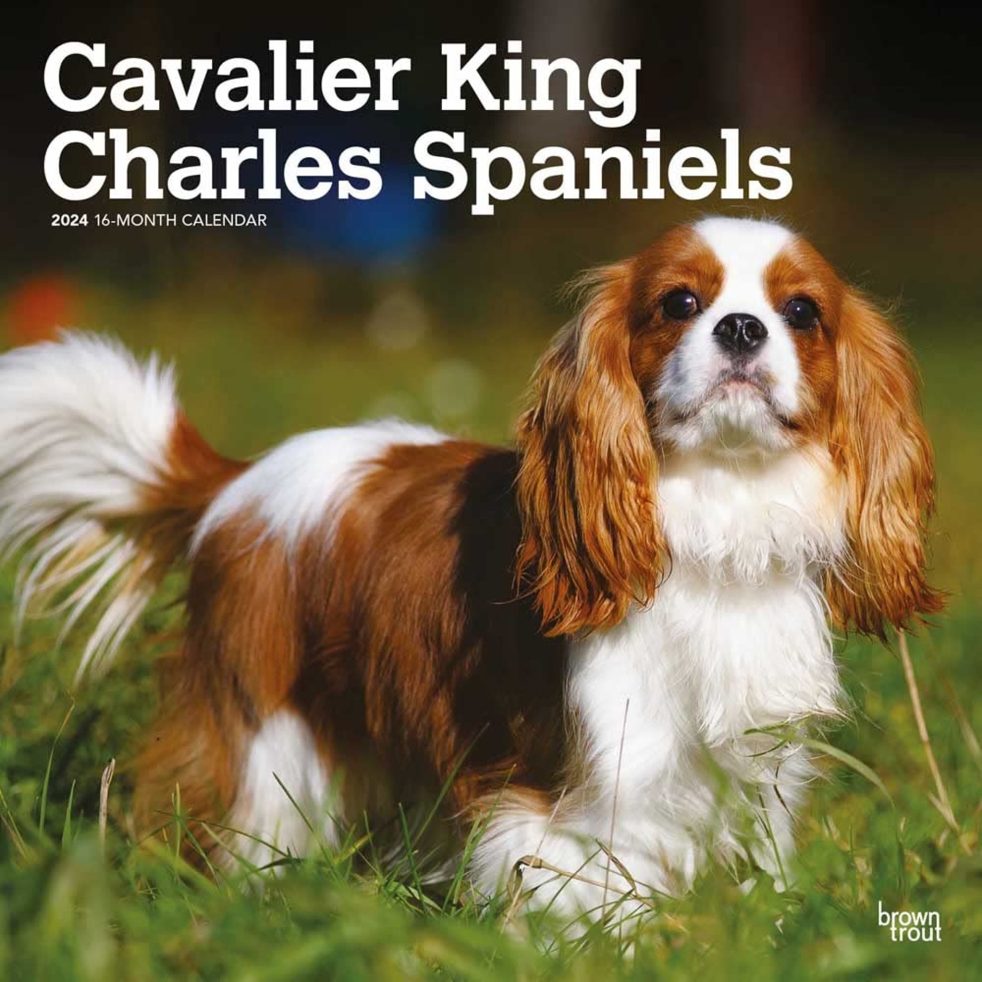 Cavalier King Charles Spaniels | 2024 12 x 24 Inch Monthly Square Wall Calendar | BrownTrout | Animals Dog Breeds Puppies Cavalier King Charles Spaniels | 2024 12 x 24 Inch Monthly Square Wall Calendar | BrownTrout | Animals Dog Breeds Puppies