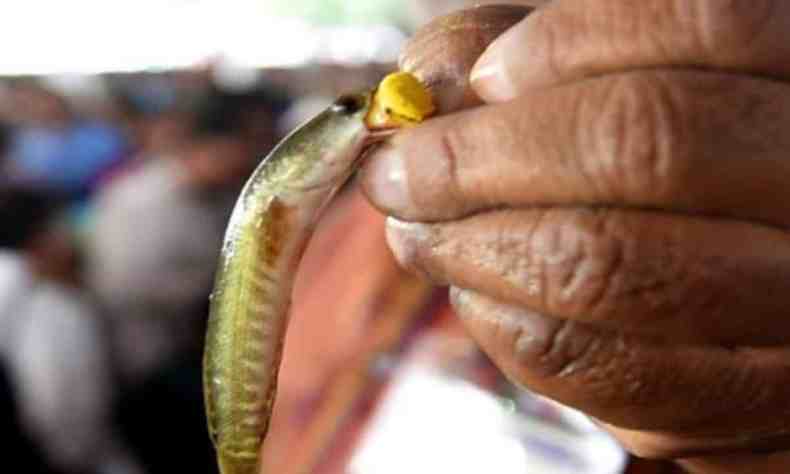 Hyderabad gears up for annual fish prasadam event Hyderabad gears up for annual fish prasadam event
