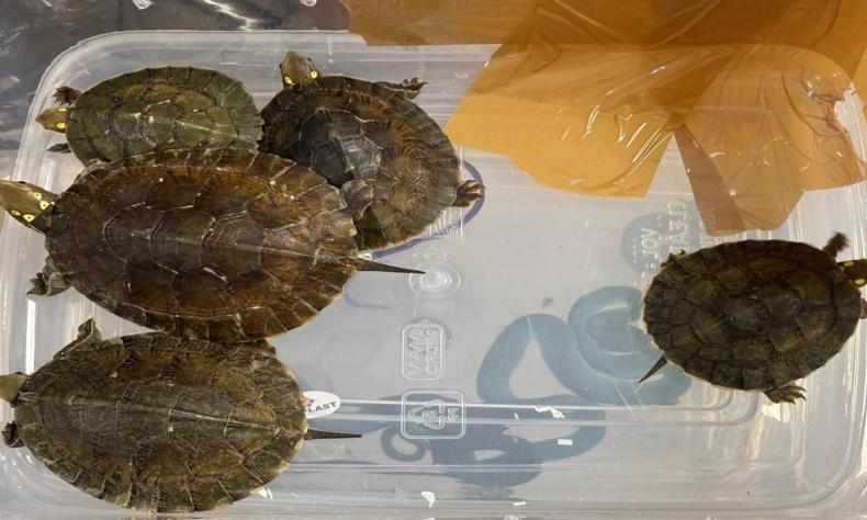 Passenger from Bangkok held at Mumbai airport with exotic snakes, turtles Passenger from Bangkok held at Mumbai airport with exotic snakes, turtles