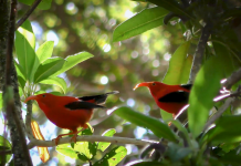 How AI helps in the development of bioacustetics science to save endangered species