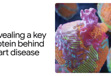 AlphaFold reveals key protein responsible for heart disease