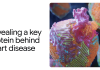 AlphaFold reveals key protein responsible for heart disease
