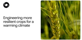 How AlphaFold is helping scientists develop plants that are more heat resistant