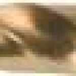 Fox Tools – Drill Bit HSS Cobalt (5% Co) – 11.0mm Fox Tools – Drill Bit HSS Cobalt (5% Co) – 11.0mm