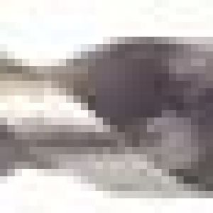 Fox Tools – Drill Bit Concrete – 12 x 150mm Fox Tools – Drill Bit Concrete – 12 x 150mm