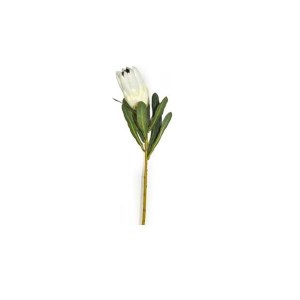 Protea Bud 69cm Cream Protea Bud 69cm Cream