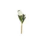 Protea Bud 69cm Cream Protea Bud 69cm Cream