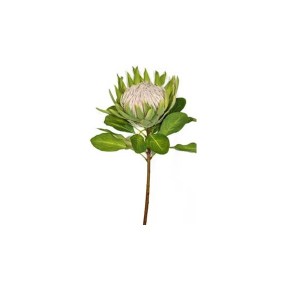 King Protea 74cm Green King Protea 74cm Green
