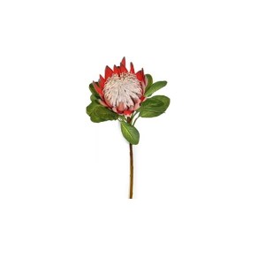King protea 74cm Rust Rose King protea 74cm Rust Rose