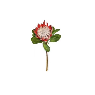 King protea 74cm Rust Rose King protea 74cm Rust Rose