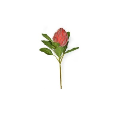 Protea Queen 71cm Rose Protea Queen 71cm Rose