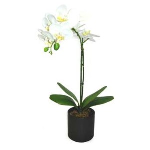Phalaenopsis / Orchid – 20” (51cm) in Pot White Phalaenopsis / Orchid – 20” (51cm) in Pot White