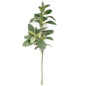 Lambs Ear 28” (68cm) Grey Green Lambs Ear 28” (68cm) Grey Green