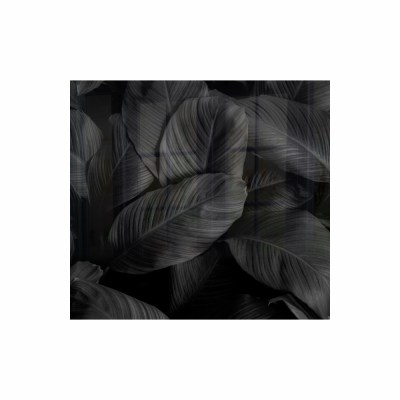 Parrot Products Feathers Hob Splashback (598 X 650 X 6mm) Parrot Products Feathers Hob Splashback (598 X 650 X 6mm)