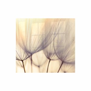 Parrot Products Dandelion Floret Hob Splashback (598 X 650 X 6mm) Parrot Products Dandelion Floret Hob Splashback (598 X 650 X 6mm)