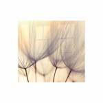 Parrot Products Dandelion Floret Hob Splashback (598 X 650 X 6mm) Parrot Products Dandelion Floret Hob Splashback (598 X 650 X 6mm)