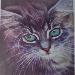 5D Diamond Dotting – Cat 5D Diamond Dotting – Cat