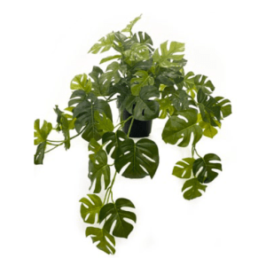 Toolhome Blossoms – Split Philodendron Hanging Bush in Pot – 61cm Toolhome Blossoms – Split Philodendron Hanging Bush in Pot – 61cm