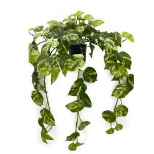 Toolhome Blossoms – Pothos Marble Hanging Plant in Pot – 79cm Toolhome Blossoms – Pothos Marble Hanging Plant in Pot – 79cm