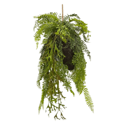 Toolhome Blossoms – Hanging Fern in Moss Ball – 58cm Toolhome Blossoms – Hanging Fern in Moss Ball – 58cm