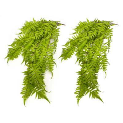 Toolhome Blossoms – Hanging Fern (Pack of 2) – 78.7cm Toolhome Blossoms – Hanging Fern (Pack of 2) – 78.7cm