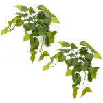 Toolhome Blossoms – Hanging Philodendron Bush(Pack of 2) – 48cm Toolhome Blossoms – Hanging Philodendron Bush(Pack of 2) – 48cm