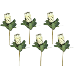 Toolhome Blossoms – Large Cream Proteas – (Pack of 6 Stems) – 74cm Toolhome Blossoms – Large Cream Proteas – (Pack of 6 Stems) – 74cm