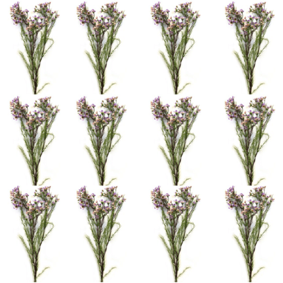 Toolhome Blossoms – Wax Flowers – Lilac (Pack of 12 Stems) – 78cm Toolhome Blossoms – Wax Flowers – Lilac (Pack of 12 Stems) – 78cm