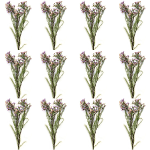 Toolhome Blossoms – Wax Flowers – Lilac (Pack of 12 Stems) – 78cm Toolhome Blossoms – Wax Flowers – Lilac (Pack of 12 Stems) – 78cm