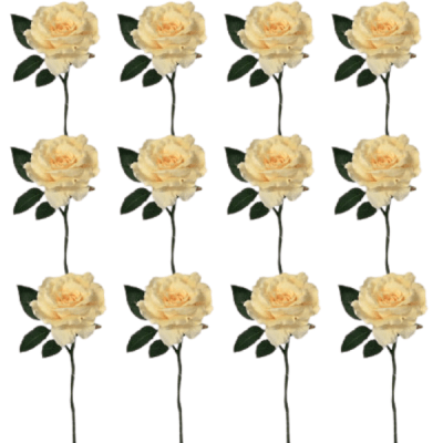 Toolhome Blossoms – Rose Georgia – Vanilla (Pack of 12 Stems) – 30cm Toolhome Blossoms – Rose Georgia – Vanilla (Pack of 12 Stems) – 30cm
