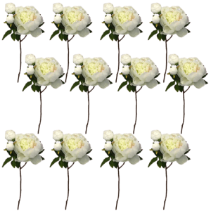 Toolhome Blossoms – Peony – White (Pack of 12 Stems) – 49cm Toolhome Blossoms – Peony – White (Pack of 12 Stems) – 49cm
