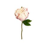 Toolhome Blossoms – Closed Peony – Light Pink (Pack of 6 Stems) – 30cm Toolhome Blossoms – Closed Peony – Light Pink (Pack of 6 Stems) – 30cm