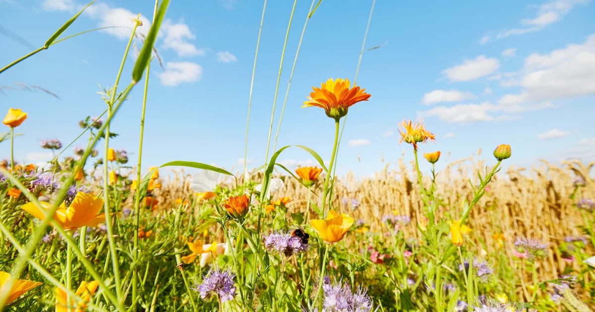 What is biodiversity and why is it important? Here’s what to know. What is biodiversity and why is it important? Here’s what to know.