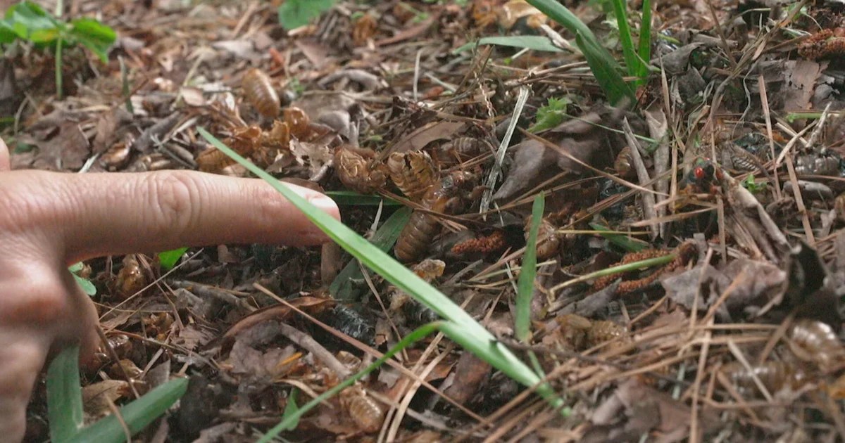 Historic cicada event underway in parts of U.S. Historic cicada event underway in parts of U.S.