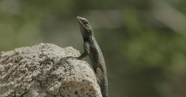 Why a 3-million-year-old lizard species in Arizona has virtually disappeared Why a 3-million-year-old lizard species in Arizona has virtually disappeared