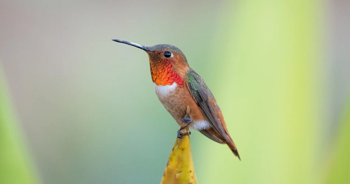 About a third of bird species in U.S. need conservation help, new report says About a third of bird species in U.S. need conservation help, new report says