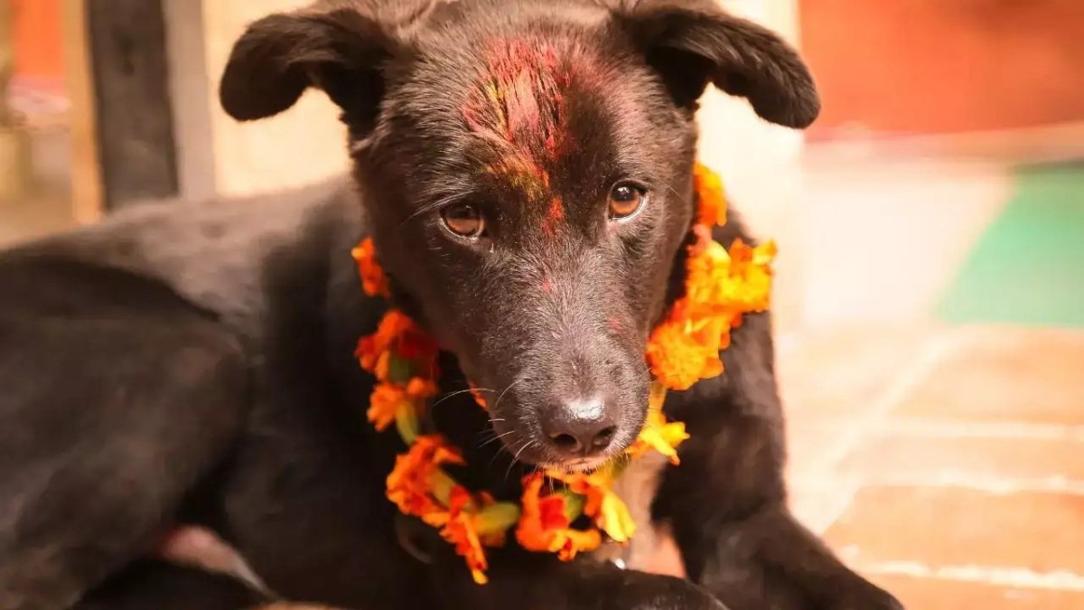 From Kukur Tihar in Nepal to Mardi Gras Pet Parade in USA: 5 unique festivals from around the world that celebrate pets From Kukur Tihar in Nepal to Mardi Gras Pet Parade in USA: 5 unique festivals from around the world that celebrate pets