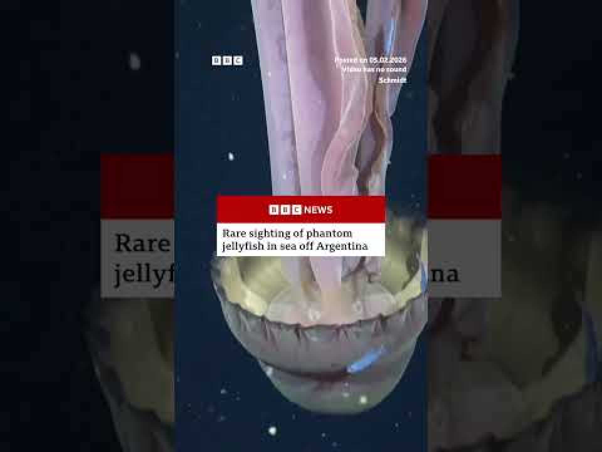 Giant phantom jellyfish floating off Argentina. #JellyFish #BBCNews Giant phantom jellyfish floating off Argentina. #JellyFish #BBCNews
