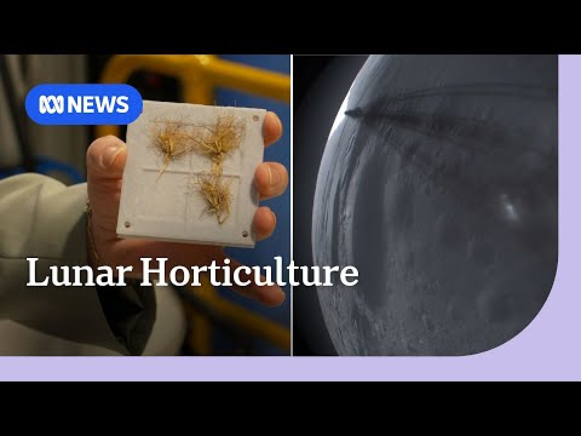 These Australian scientists are trying to grow plants on the moon | ABC NEWS These Australian scientists are trying to grow plants on the moon | ABC NEWS