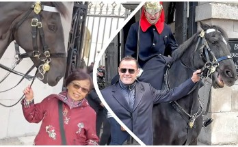 Top 10 Moments King’s Guard “SCREAMS” at Rude Tourists! Top 10 Moments King’s Guard “SCREAMS” at Rude Tourists!