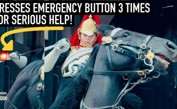 King’s Guard Presses Emergency Buzzer 3 Times for This! King’s Guard Presses Emergency Buzzer 3 Times for This!