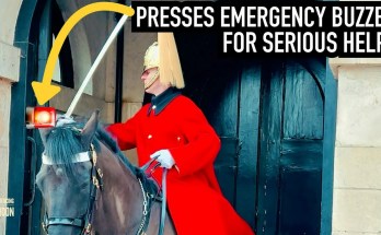 HORSE QUITS & RUNS OFF! HORSE QUITS & RUNS OFF!