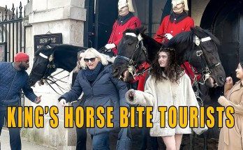 King’s Horse Bite Tourists! Funniest Moments of The Year King’s Horse Bite Tourists! Funniest Moments of The Year