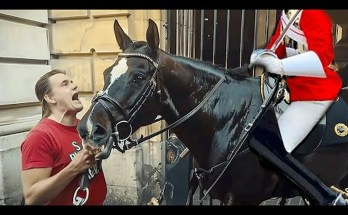 When Royal Guards’ Horses Bite Disrespectful Tourists When Royal Guards’ Horses Bite Disrespectful Tourists