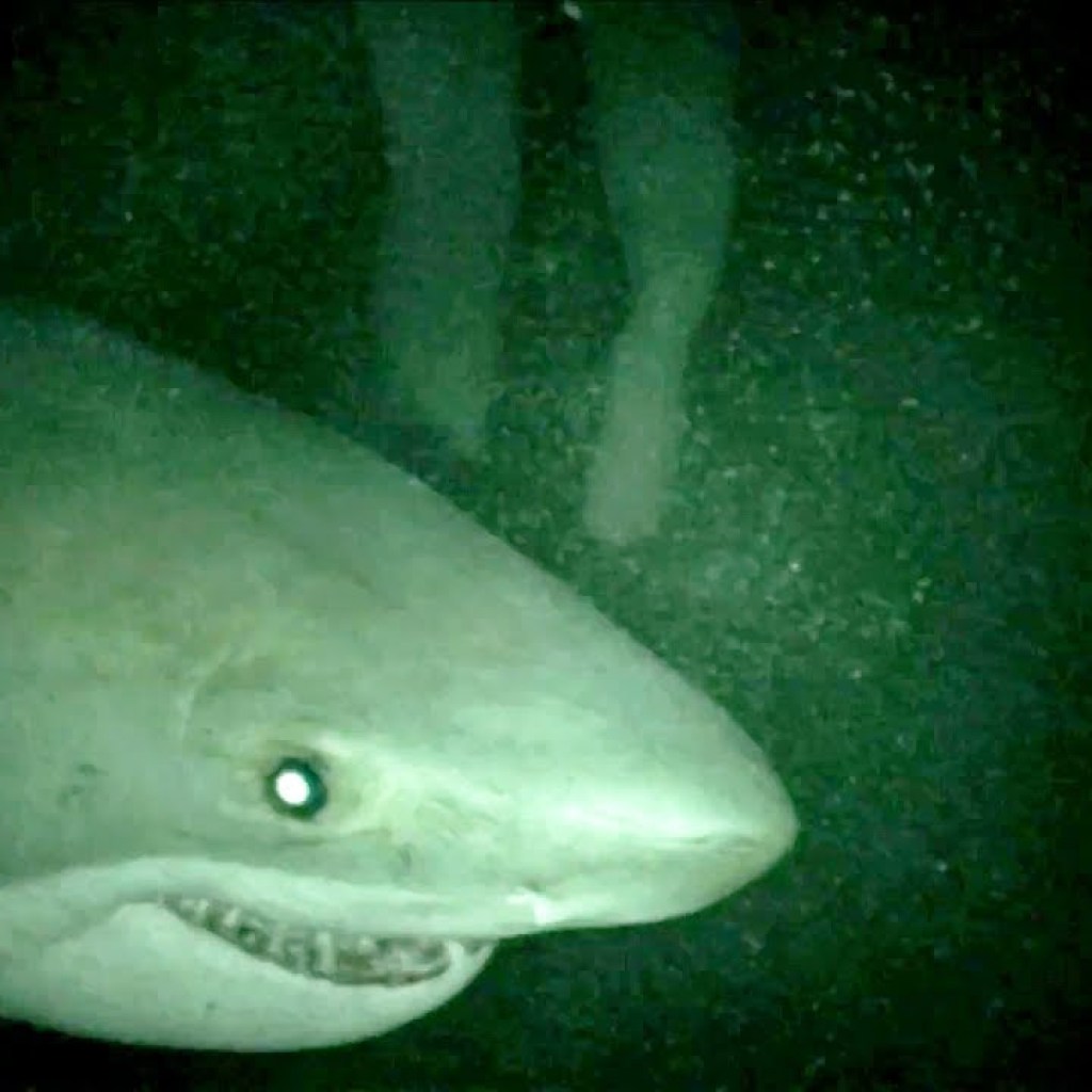 OPEN WATER 3: CAGE DIVE (2017) Official Trailer (HD) KILLER SHARKS FOUND FOOTAGE OPEN WATER 3: CAGE DIVE (2017) Official Trailer (HD) KILLER SHARKS FOUND FOOTAGE